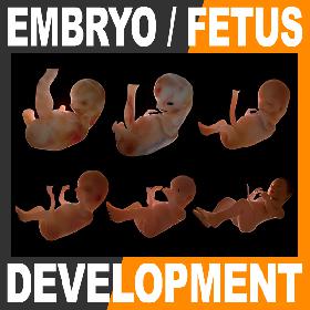 Human Fetus and Embryo Development